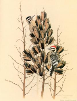 威廉 齊默曼 Ladder-backed Woodpecker
